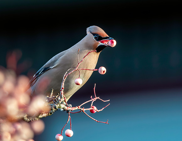 Bohemian waxwing