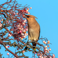Bohemian waxwing