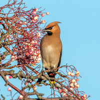 Bohemian waxwing