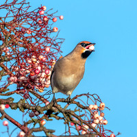 Bohemian waxwing