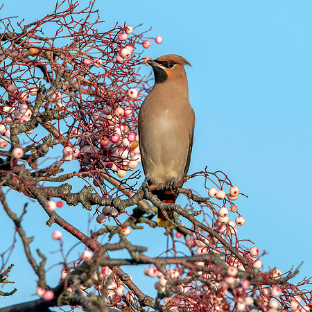 Bohemian waxwing