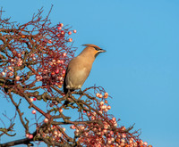 Bohemian waxwing