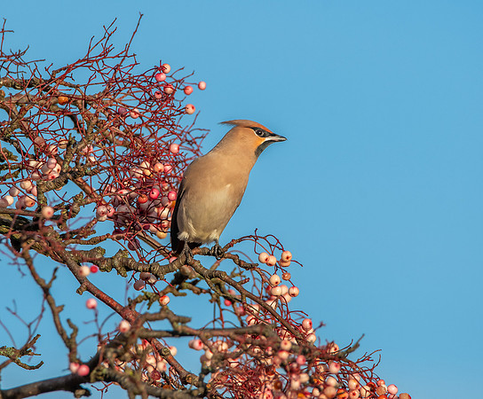 Bohemian waxwing