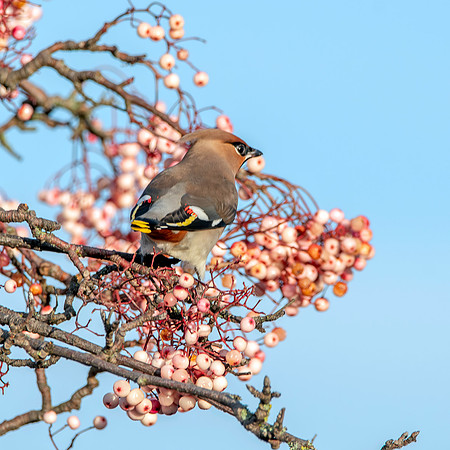Bohemian waxwing