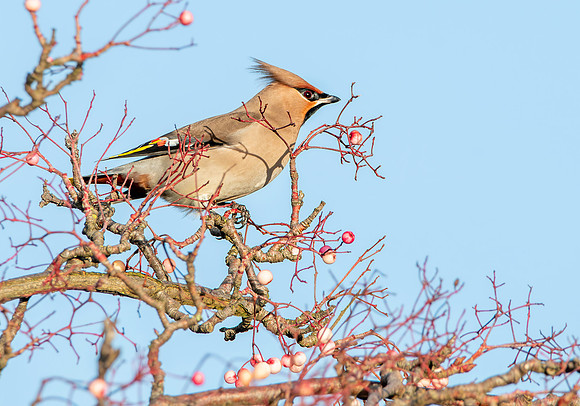 Bohemian waxwing