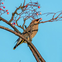 Bohemian waxwing