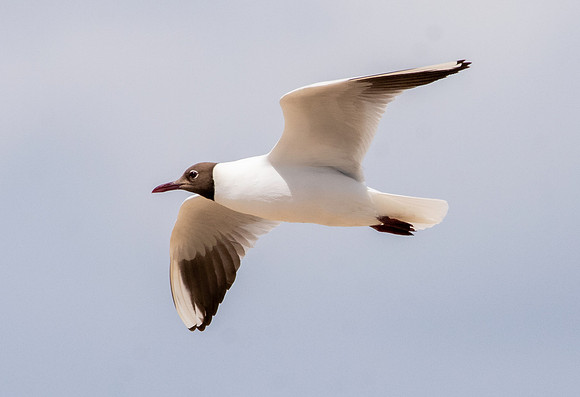 Black headed gull