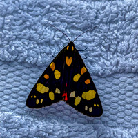 Scarlet tiger moth