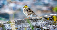 Savannah sparrow
