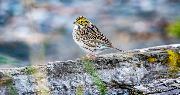 Savannah sparrow