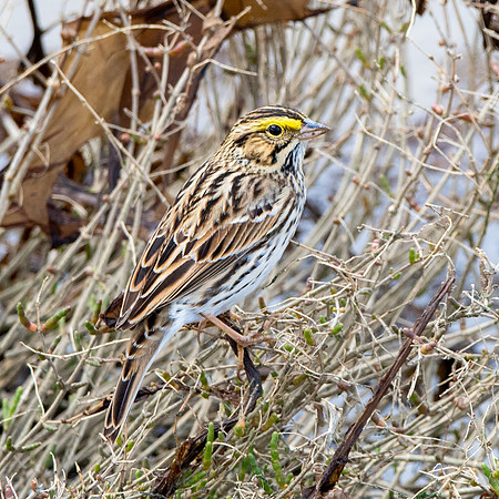 Savannah sparrow