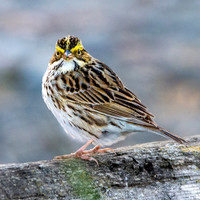 Savannah sparrow