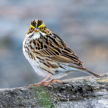 Savannah sparrow