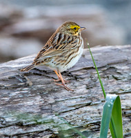 Savannah sparrow