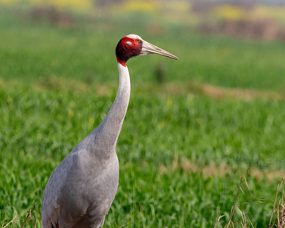 Sarus crane
