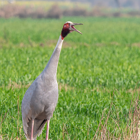 Sarus crane