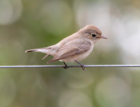 Asian brown flycatcher