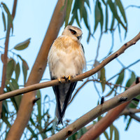 Black winged kite