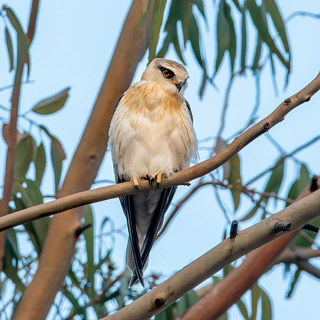Black winged kite