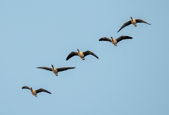 Pink footed geese