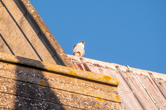 Peregrine falcon