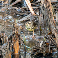 Northern Waterthrush