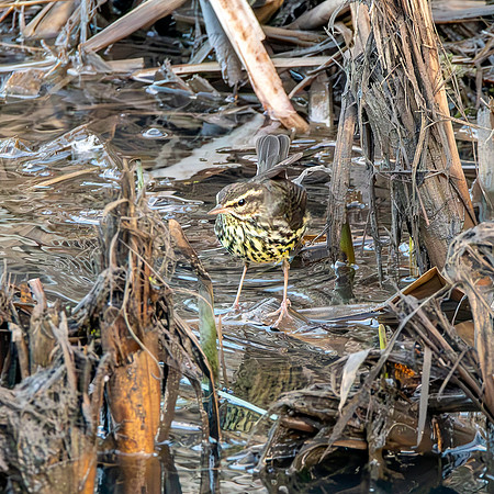 Northern Waterthrush
