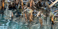 Northern Waterthrush