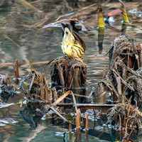 Northern Waterthrush