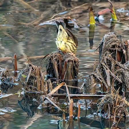 Northern Waterthrush