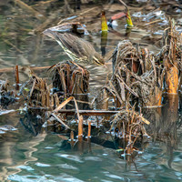 Northern Waterthrush