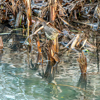 Northern Waterthrush