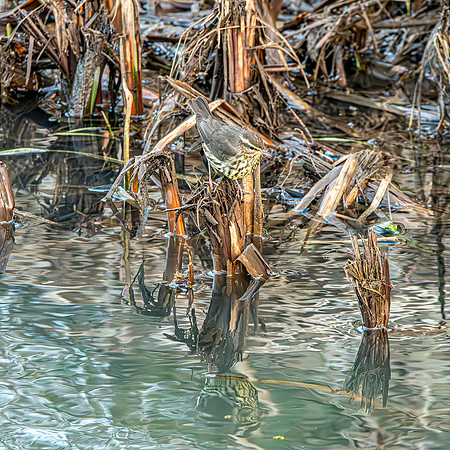 Northern Waterthrush