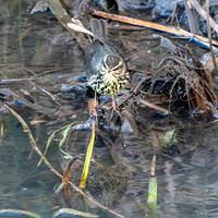 Northern Waterthrush