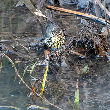 Northern Waterthrush