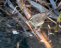 Northern Waterthrush