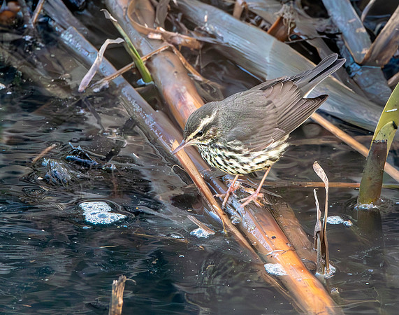 Northern Waterthrush