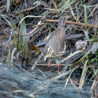 Northern Waterthrush