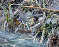 Northern Waterthrush