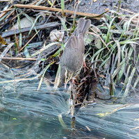 Northern Waterthrush