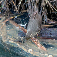 Northern Waterthrush