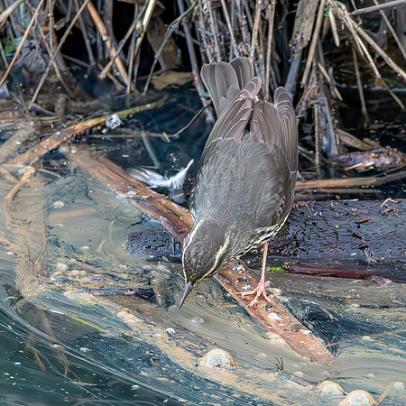 Northern Waterthrush