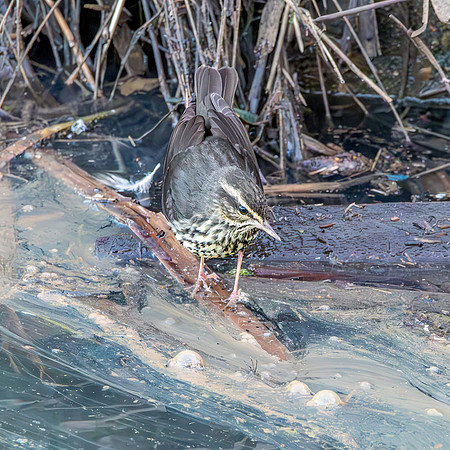 Northern Waterthrush