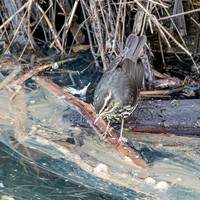 Northern Waterthrush