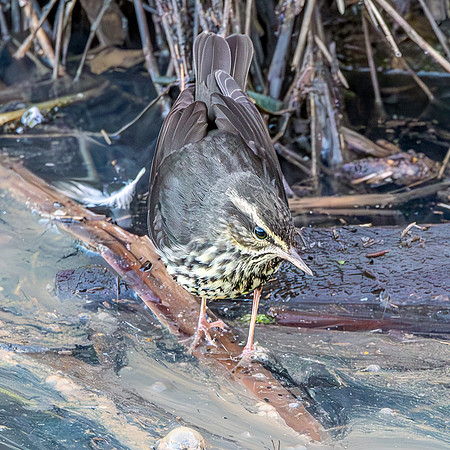 Northern Waterthrush