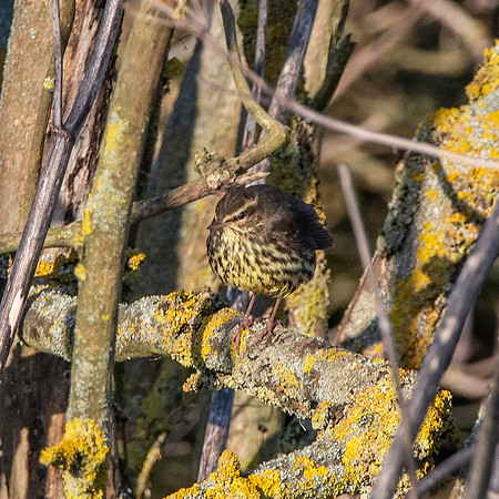 Northern Waterthrush