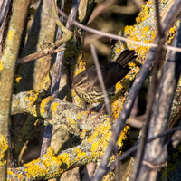 Northern Waterthrush