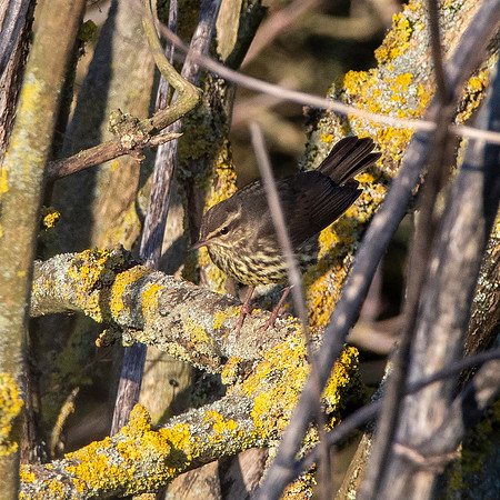 Northern Waterthrush