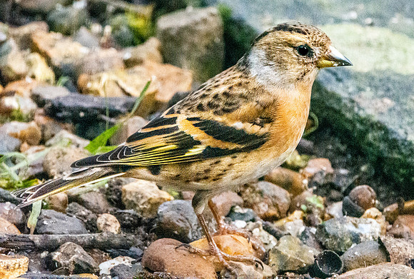 Brambling