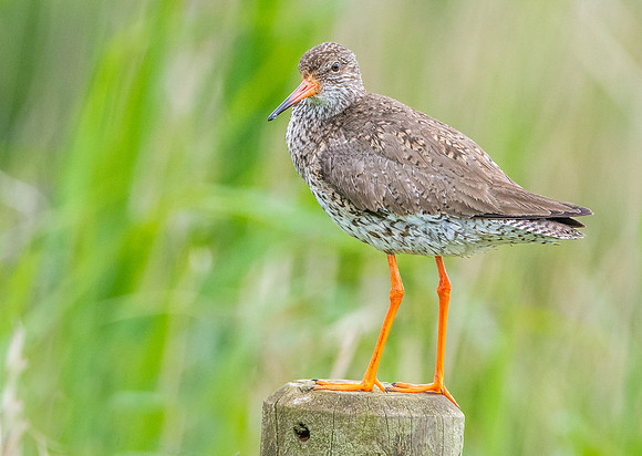 Redshank